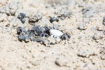 Fiddler crab nearly invisible, camouflaged to the muddy ground, Zanzibar