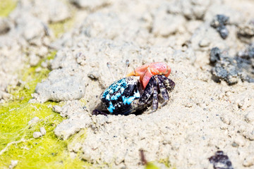 Colorful fiddler crab with big claw standing on muddy ground, Zanzibar