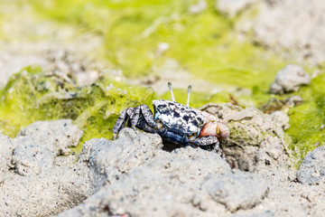 Colorful fiddler crab on muddy ground, Zanzibar