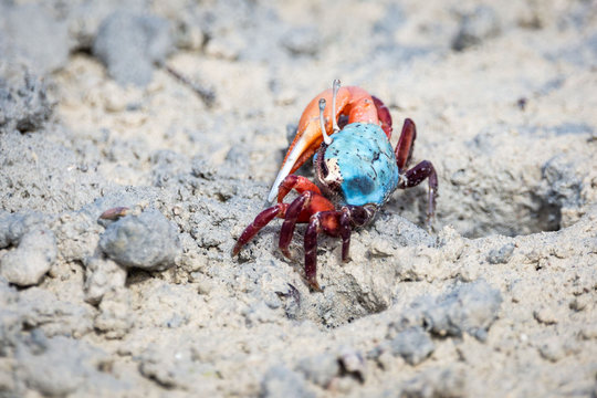 Colorful fiddler crab with big claw standing on muddy ground, Zanzibar