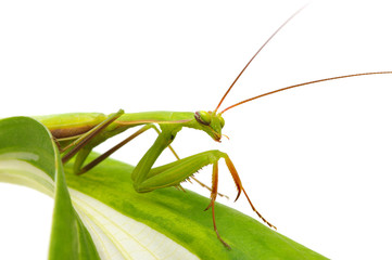 Green mantis on a plant