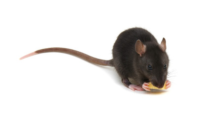 rat and cheese isolated on white