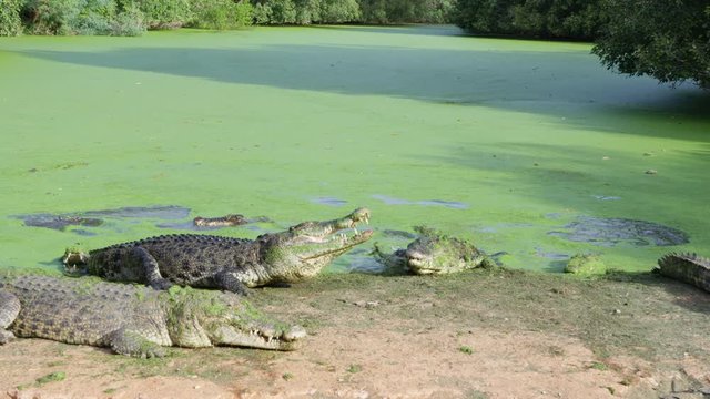Outback crocodile hunter walks past saltwater crocodiles feeding on the bank of stagnant green pond. Outback salties in Australia. Slow Motion, RED Camera.