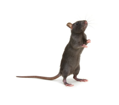 black rat isolated on the white