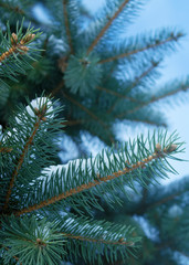 Winter christmas background with copy space, bokeh, snowflakes. Snowy landscape with fir branches. Blue toning