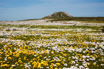 Spring Wild Flowers, West Coast, South Africa