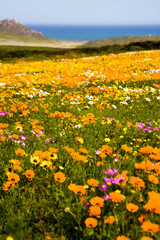 Spring Wild Flowers, West Coast, South Africa