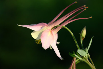 Aquilegia flower, original in form, with pink petals on a dark green background.