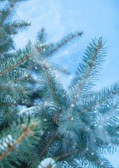 Winter christmas background with copy space, bokeh, snowflakes. Snowy landscape with fir branches. Blue toning