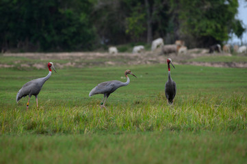 Eastern Sarus Crane (Grus antigone) at Huay Jorrakaemak Reservoir Non-Hunting Area, Buriram, Thailand