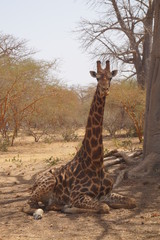 giraffe in zoo