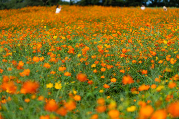 写真素材: コスモス