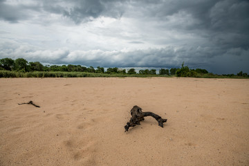 dead tree on the beach
