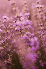 Fototapeta premium Sunset over lavender field in Bulgaria. Summer nature background.