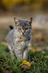 Small grey kitten with yellow eyes on a green grass