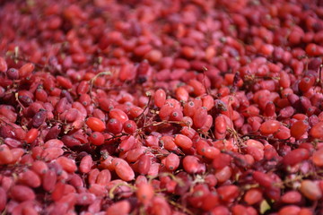 red barberry in close-up