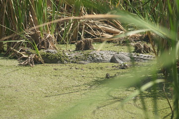 turtles in pond