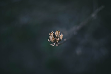 Isolated dried flower on a tree branch