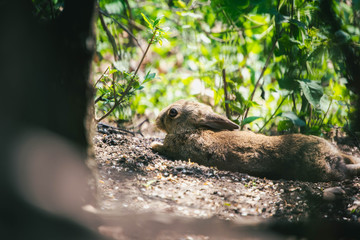 Wild rabbit lying underneath trees with bright green leaves