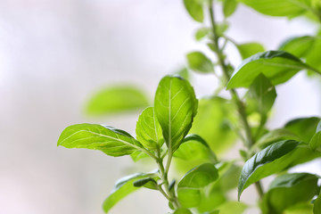 Basil plant with green leaves isolated