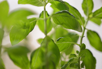Basil plant with a selective focus, green leaves