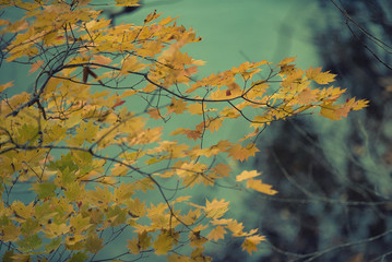 Yellow maple leaves in autumn season with blurred background, taken from  Kitakyushu, Fukuoka Prefecture, Japan.soft focus.