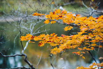 Yellow maple leaves in autumn season with blurred background, taken from  Kitakyushu, Fukuoka Prefecture, Japan.soft focus.