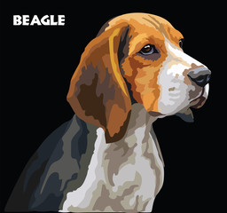 Beagle colorful vector portrait - obrazy, fototapety, plakaty