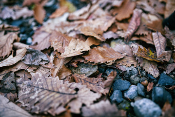 Dry red colored leaves fell on the floor in autumn.soft focus.