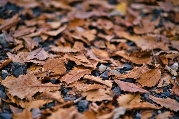 Dry red colored leaves fell on the floor in autumn.soft focus.