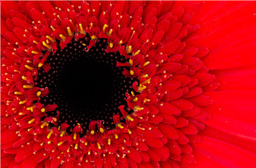 A Macro Image of a Fresh Red Gerber Daisy Flower in a Studio with Selective Focus.