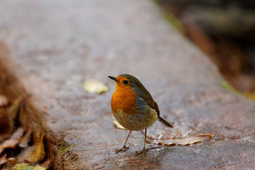 European Robin scientifically known as Erithacus rubecula feeding on the ground in the autumn at Belgrad Forest of Istanbul in Turkey.