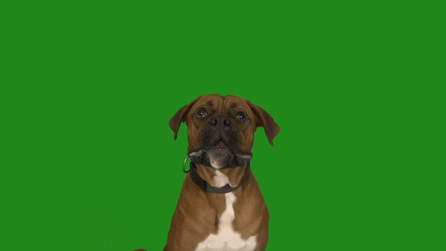 boxer dog chews on a green screen