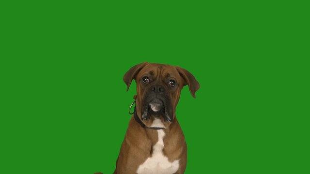 boxer dog portrait on green screen