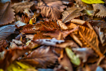 Brown dry leaves On the branches in the forest that is shining in the winter.shallow focus effect.