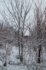 Fototapeta na wymiar Trees covered with fresh snow in winter forest