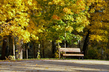 Gold autumn in park. Bench and maple trees.