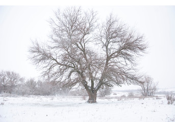 Fototapeta na wymiar snowy weather of a winter village landscape. Against the background of trees, steppe