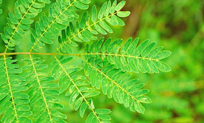 Rama de helecho verde en una maceta
