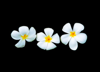 Fototapeta na wymiar Plumeria flowers are fragrant and beautiful blossoming flowers on black background appropriate the background , idea copy space