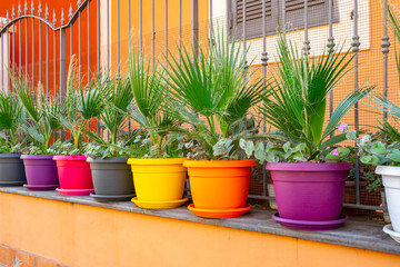 Palm trees in color pots in front of the house.