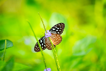 Butterflies on the island twigs , drinking nectar from flowersof the morning look beautiful