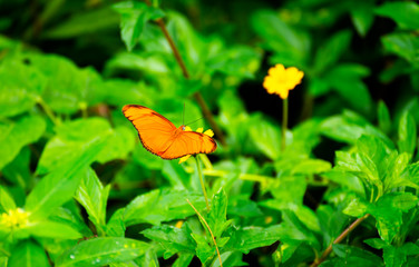 Butterflies on the island twigs , drinking nectar from flowersof the morning look beautiful