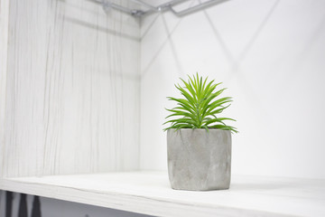beautiful succulent houseplant in trendy concrete geometric pot