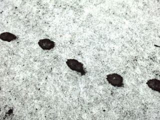 black dog tracks on white snow