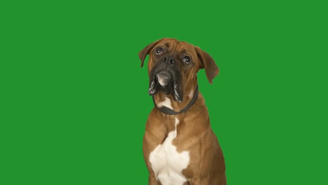 boxer dog portrait on green screen