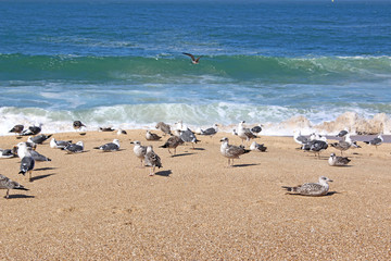 Seagulls on the beach