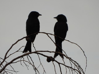 Fork-tailed drongos at dusk