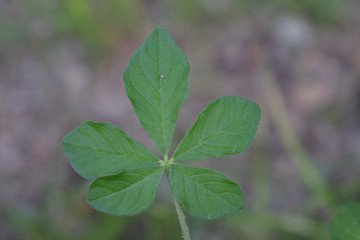 green leaf with drops of water