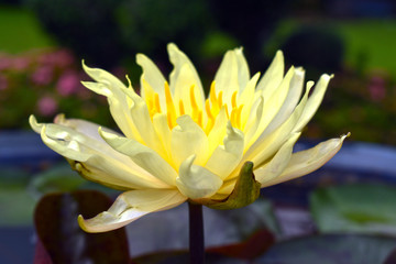 Lotus flower, beautiful yellow waterlily blossom in pond